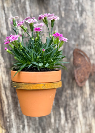 Blumentopfhalter zum Einschrauben mit passendem Tontopf, klein