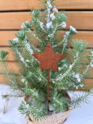 Stern filigran, Blumenstecker