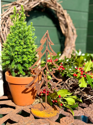 Tannenbäume -verschiedene Größen-