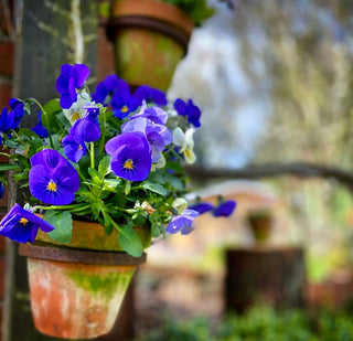 Blumentopfhalter zum Einschrauben